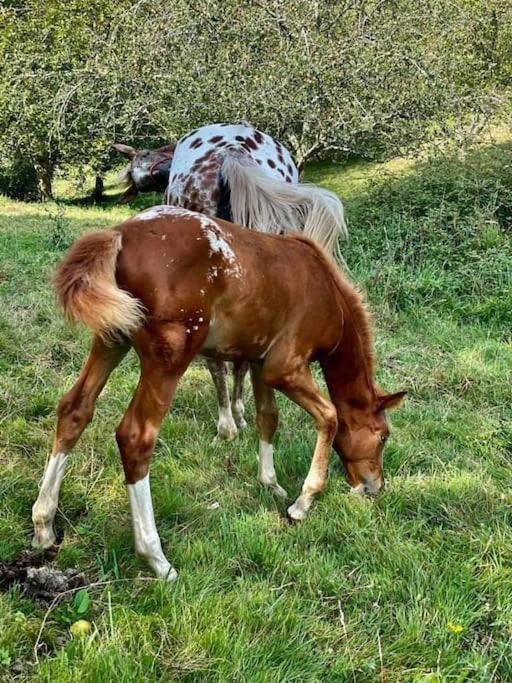 La Coqueta Del Sueve Villa Arriondas Buitenkant foto